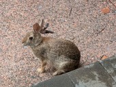 Is that ... a jackalope? Why do those rabbits have tentacles on their heads?