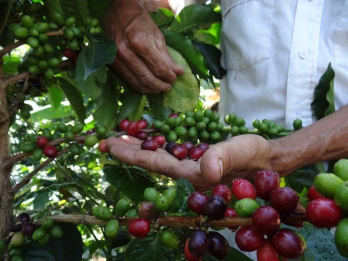 Venezuela por primera vez exporta café merideño a Serbia y Bielorrusia