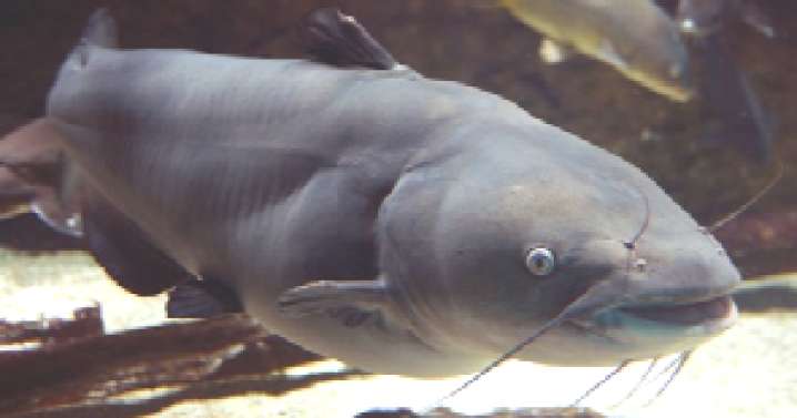 Another step in battling the invasive blue catfish