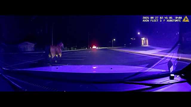 Bodycam video: Indiana police corral runaway horse