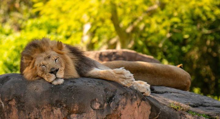 Zoológico en Dinamarca genera rechazo por pedir mascotas como alimento para sus depredadores