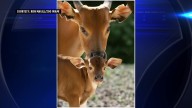 Zoo Miami welcomes endangered banteng