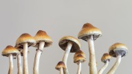 Why the magic mushroom anti-ageing claims are overblown