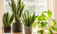 Un enemigo "silencioso": la planta que seguro tenés en casa y atrae una peligrosa plaga