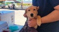 CDMX aprueba custodia compartida de mascotas en casos de divorcio