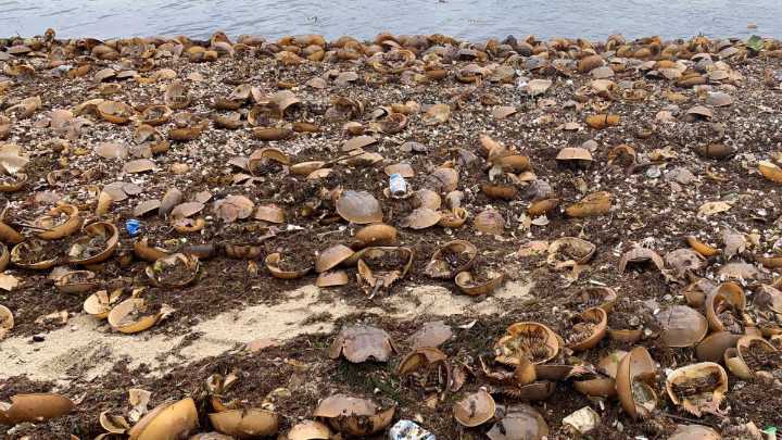 It’s horseshoe crab molting season in Massachusetts