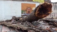 Se duplica caída de árboles en Saltillo; lluvias y aire causan estragos a flora
