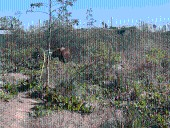 Un nene fue pateado por un caballo en La Plata y se encuentra en...