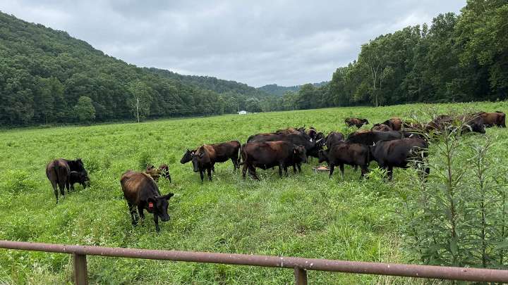 Kentucky lawmaker reintroduces beef processing bill