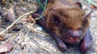 Bat found in Skagit County child's bedroom tests positive for rabies