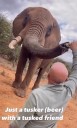 Shocking moment idiot tourist feeds an elephant BEER during safari sparking outrage