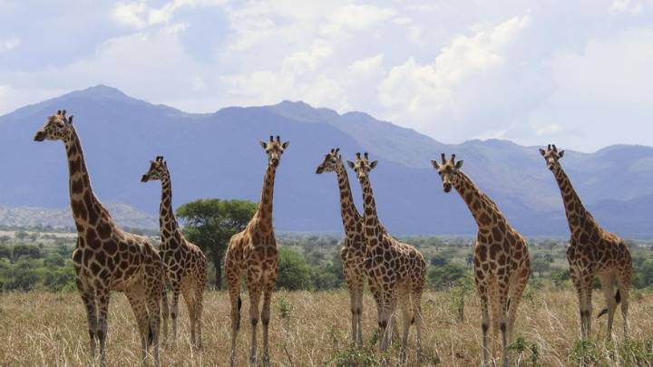 Los científicos rectifican: hay cuatro especies de jirafa en el planeta y no solo una