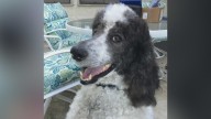 Los Angeles dog recognized for heroic work during Southern California wildfires