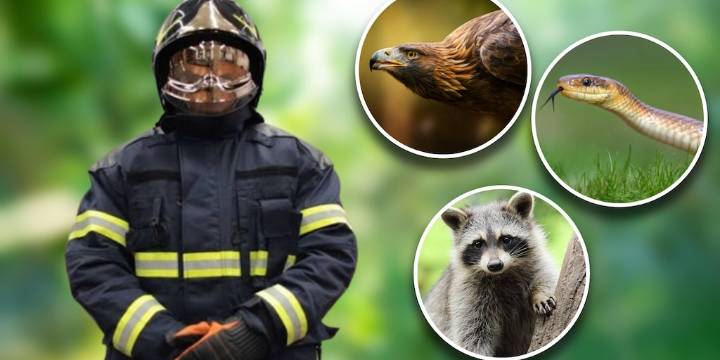 Bomberos de la CDMX se capacitarán en rescate y manejo de animales silvestres