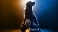 'Air Bud Returns': Producers searching for a new golden retriever