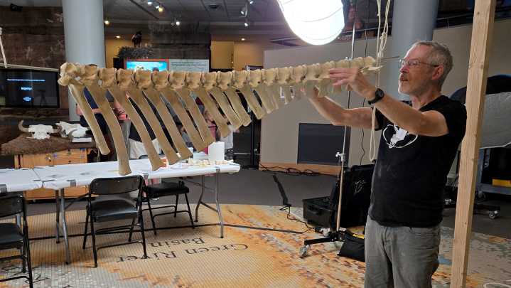 ‘The Boneman’ Is Assembling A Bison Skeleton On The Floor Of Cody Museum