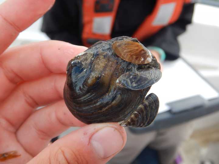 Scientists wonder if Lake Superior can continue to avoid an invasion of mussels