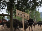 B.C. ostrich farm plans on Supreme Court of Canada appeal to stop cull