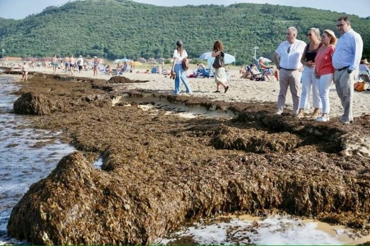 Recogidas más de 1.600 toneladas de algas asiáticas en las playas de Noja en tres días