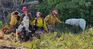 Dogs lost during wildfire burning near Athol reunited with family