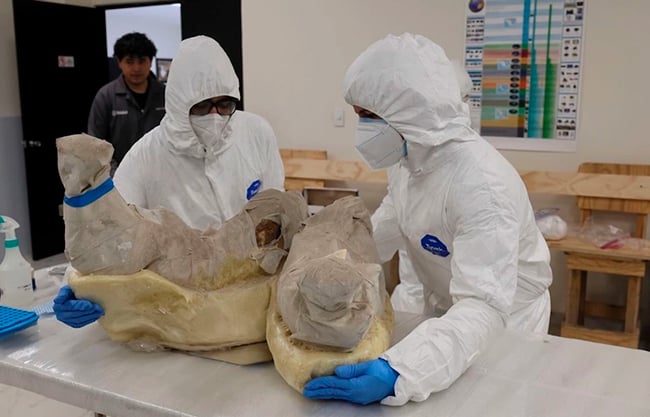 Descubren expertos de INAH y UNAM nuevo linaje de mamut