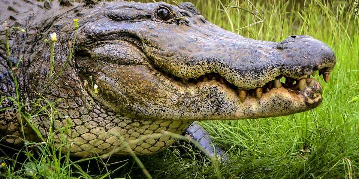 4 cited for alligator hunting violations in Winn Parish