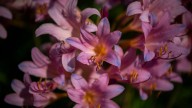 Surprise lilies bring sudden, pink blooms around Bloomington in August