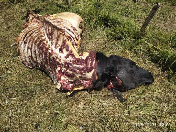 Rauch – Carnearon 6 vaquillonas a un productor local