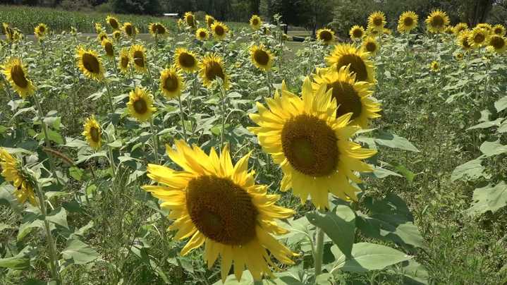 Lycoming County farm prepares for Sunflower Festival