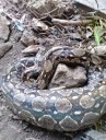 Boa de más de dos metros devora a gallina en rancho de Oxtankah
