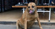 ¡Toda una celebridad! El "perro gordo de Texcoco", la nueva atracción turística del Edomex