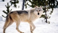 Wolves remain under state control in Idaho following legal victory for conservationists