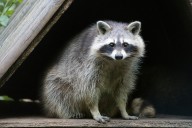 Dear Abby: Neighbor’s backyard ‘wildlife sanctuary’ cause woman undo stress