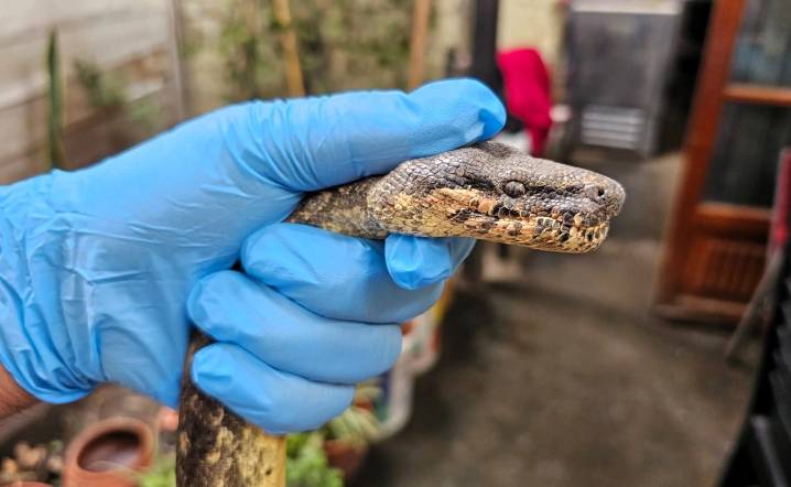Rescatan boa “macanche” de más de dos metros en zona urbana de Huancabamba tras alerta vecinal