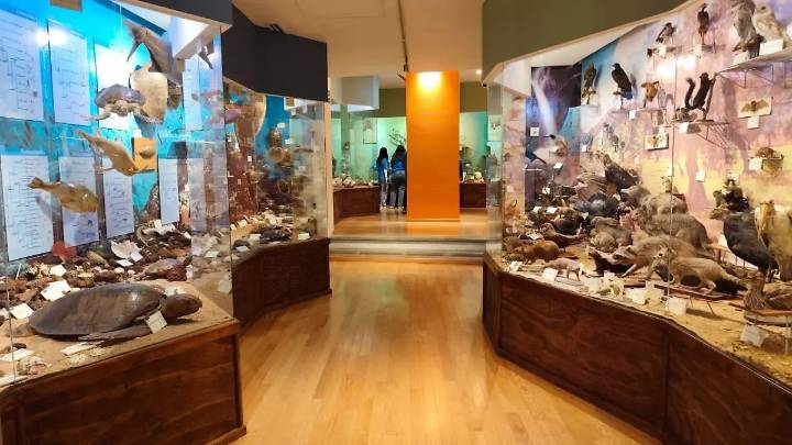 El Museo Alfredo Dugès: ciencia y naturaleza al alcance en la Universidad de Guanajuato