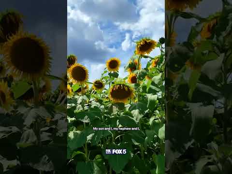 Stunning sunflower show at Butler's Orchard