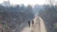 «Los animales se están muriendo»
