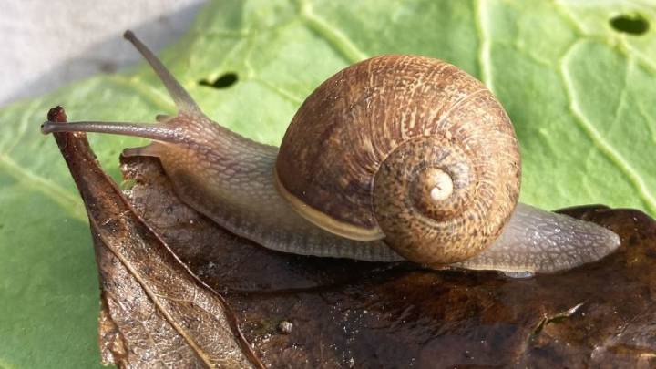 ‘Observologists’ search New Zealand to give rare snail a chance at love