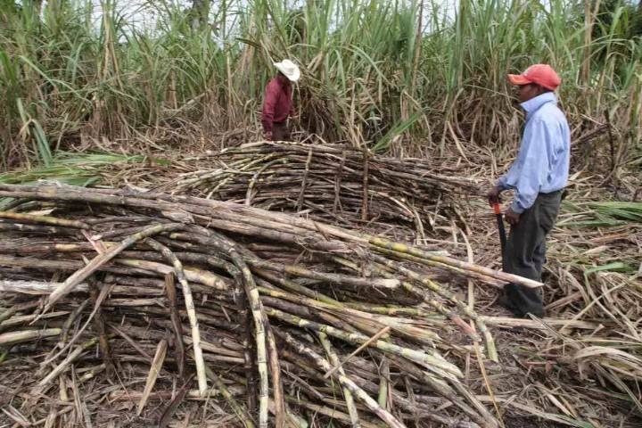 La agroindustria azucarera atraviesa la “tormenta perfecta”: líder de la CNIAA