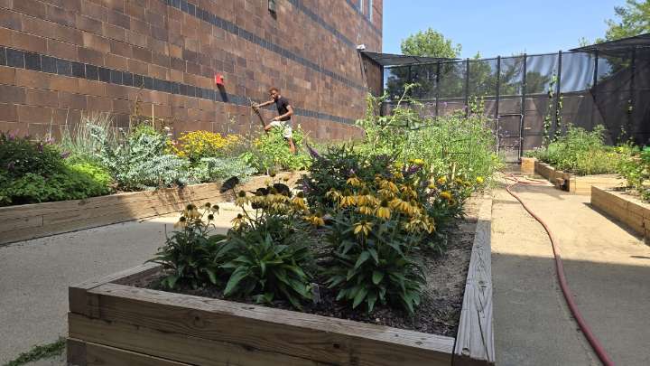 Young gardeners find calm in an unexpected place: Hamilton County's youth detention center