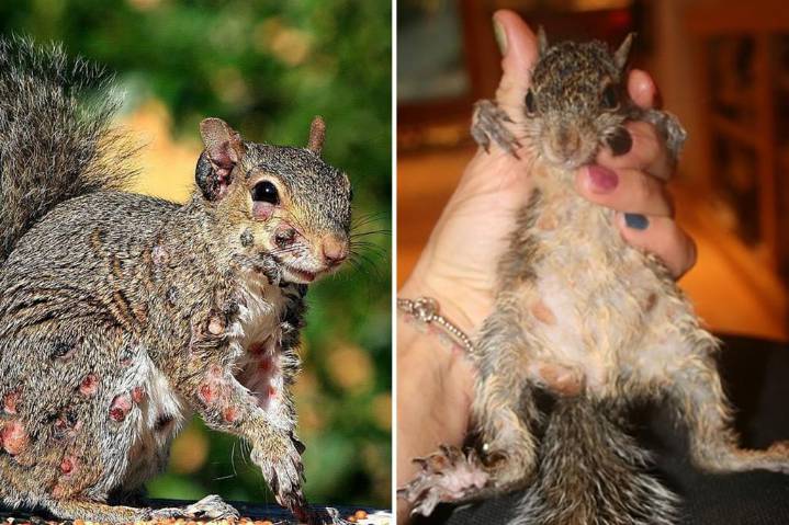 'Zombie squirrels' covered in oozing warts spotted sulking through US backyards