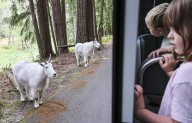 Northwest Trek has welcomed wildlife, families for 50 years
