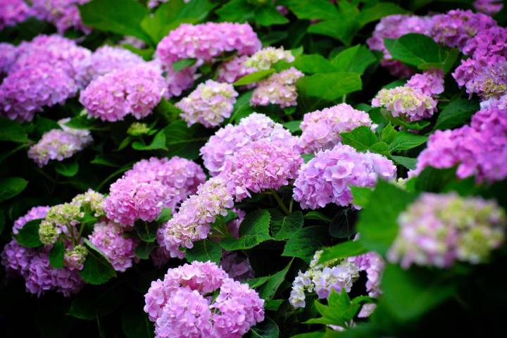 Should You Deadhead Your Hydrangeas or Leave Them Alone? Here’s How to Tell
