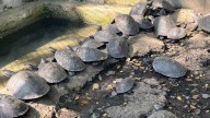 Cali impulsa la recuperación de fauna silvestre: 49 tortugas retornan a su hábitat natural