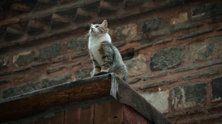 Una mujer intentó rescatar a su gato que caminaba por una cornisa y cayó desde un tercer piso