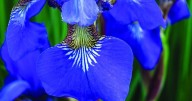 Divide and Thrive: Caring for Daylilies and Irises in Kentucky Gardens