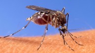 West Nile virus found in first Suffolk bird