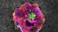 Embryos small but mighty, first live videos show