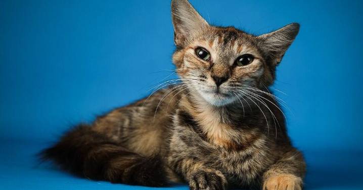 Meet BB and CC, two sweet cats looking for homes in Burke County