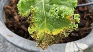 Why Your Kale Plant Has Yellow, Droopy Leaves (& How To Prevent It)
